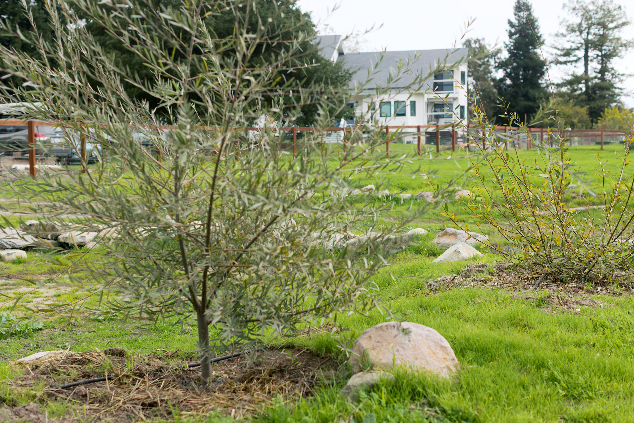 Grey willow