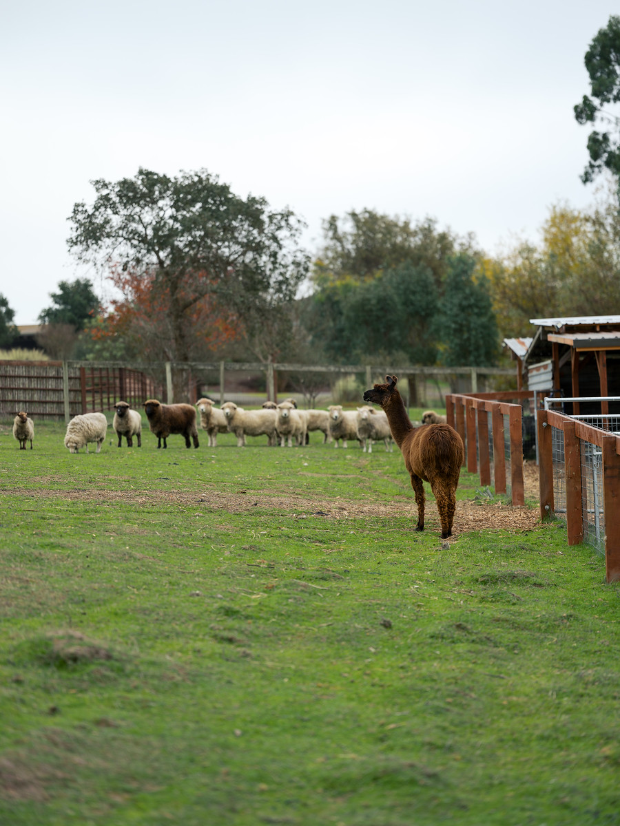 Sheeo and llama