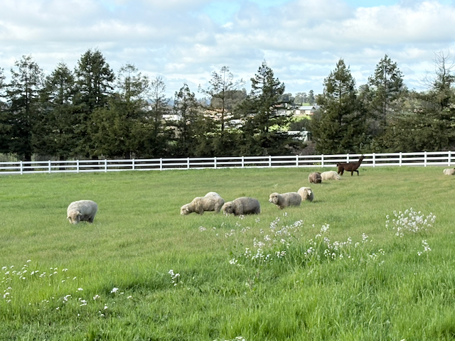 Cooperative grazing