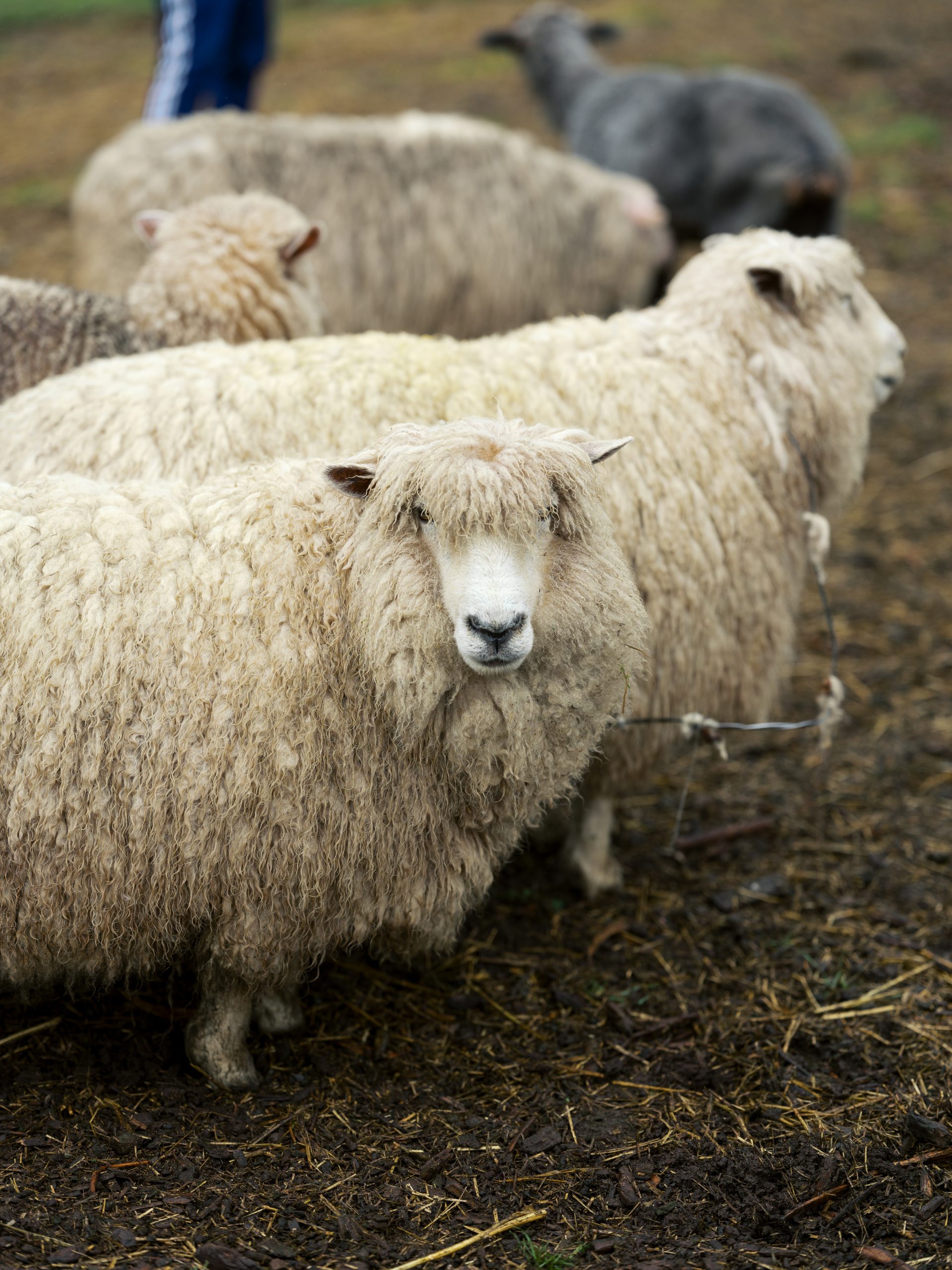 Cream sheep