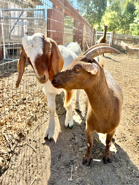 goats