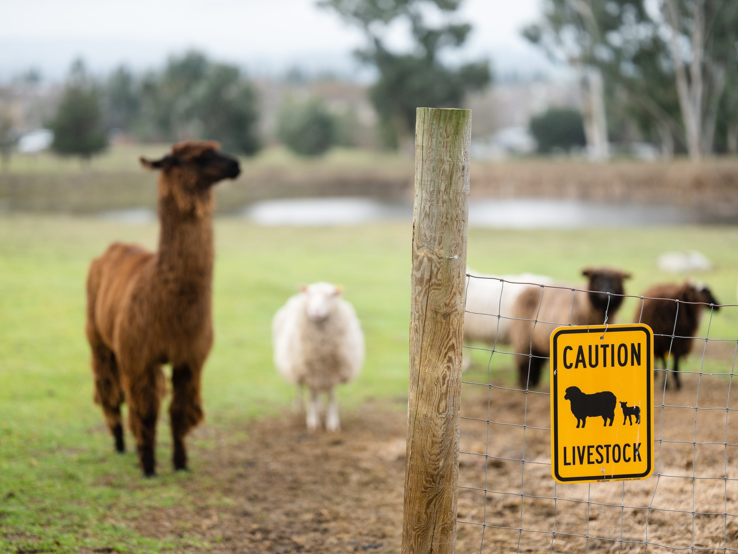 livestock sign