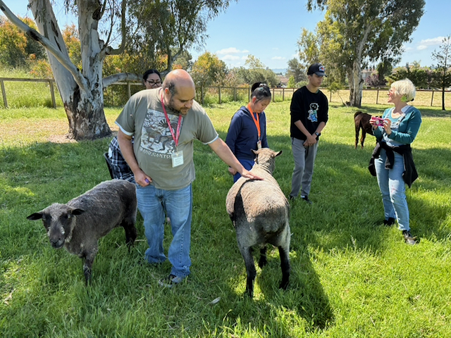 petting sheep