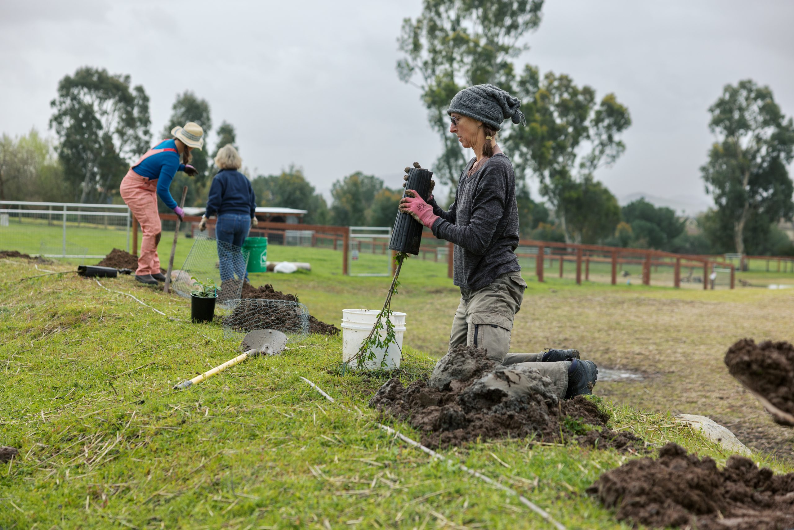 planting on berm