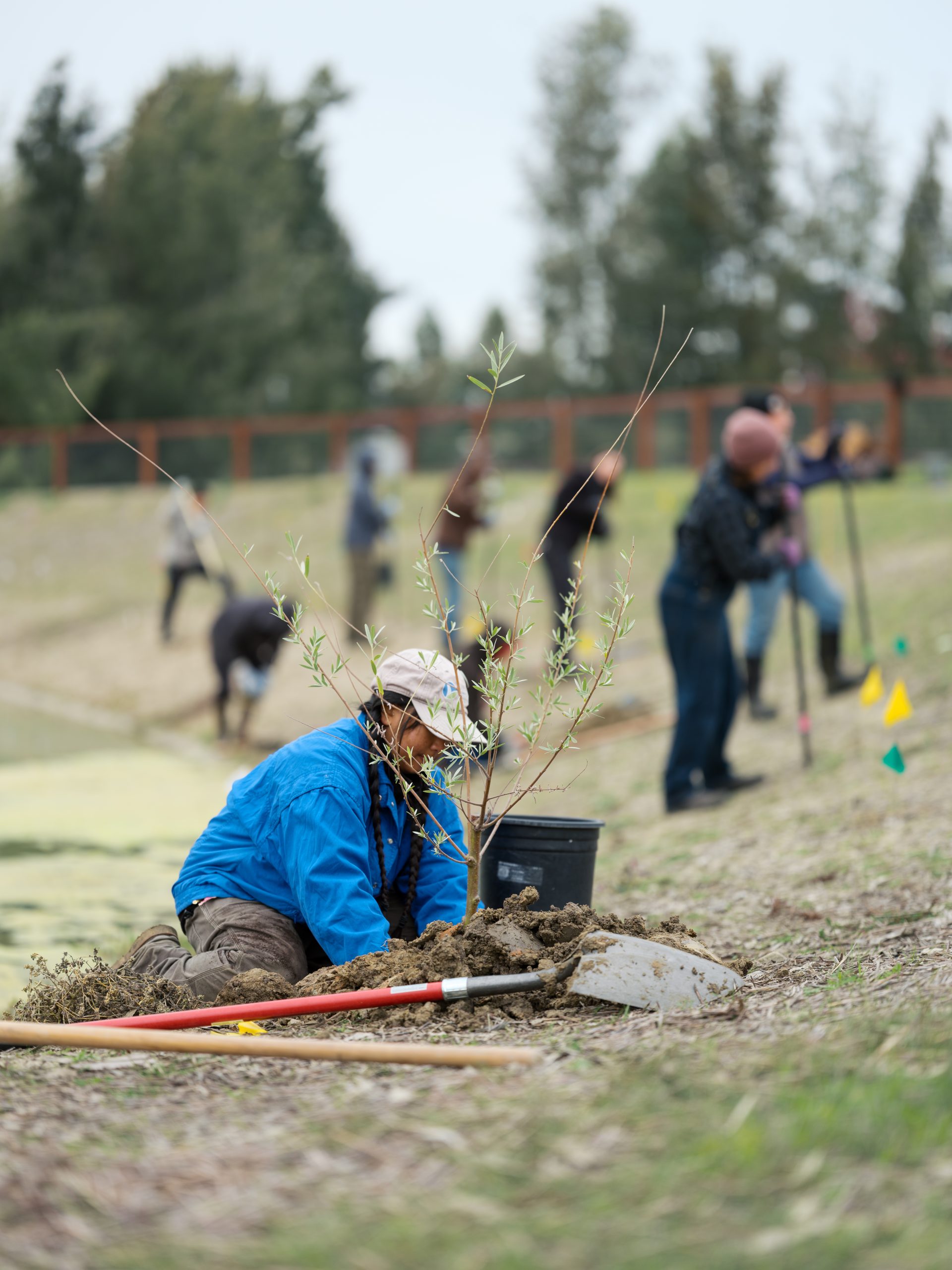 planting