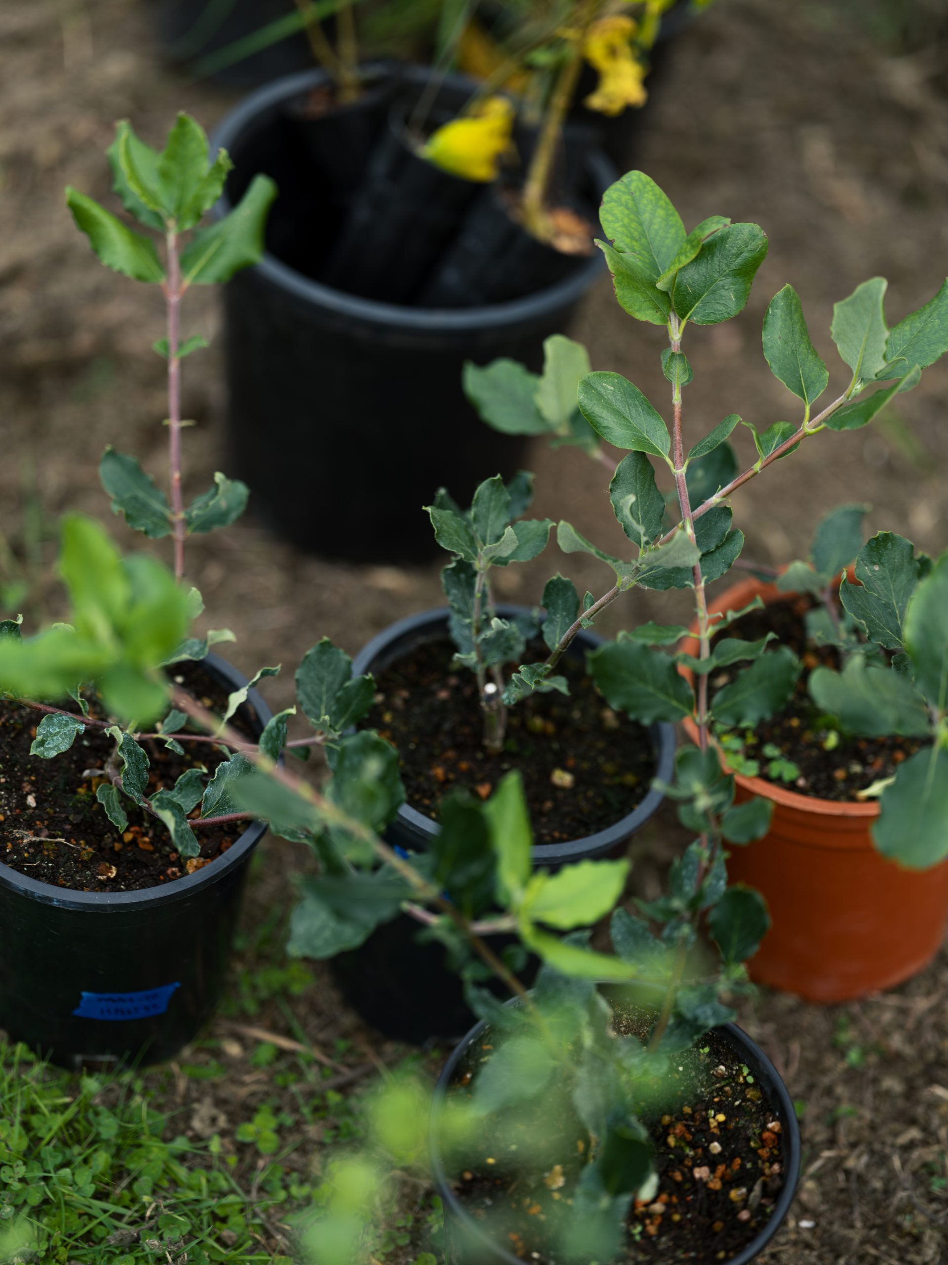 plants